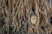 Ayutthaya, Thailand. Wat Mahathat, ancient Buddha head embraced by the roots of a bhodi tree near the entrance at the east of the main prang.